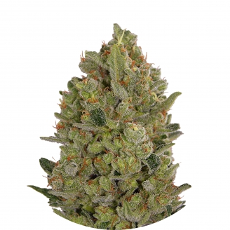 Купить семена марихуаны Cheese Fem.